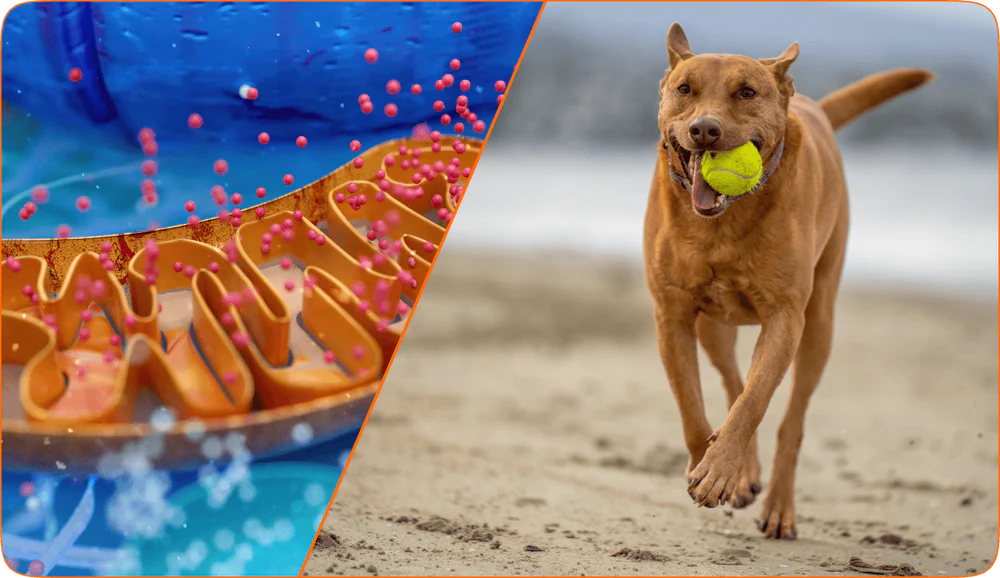 Split image of scientific illustration and dog running with a tennis ball