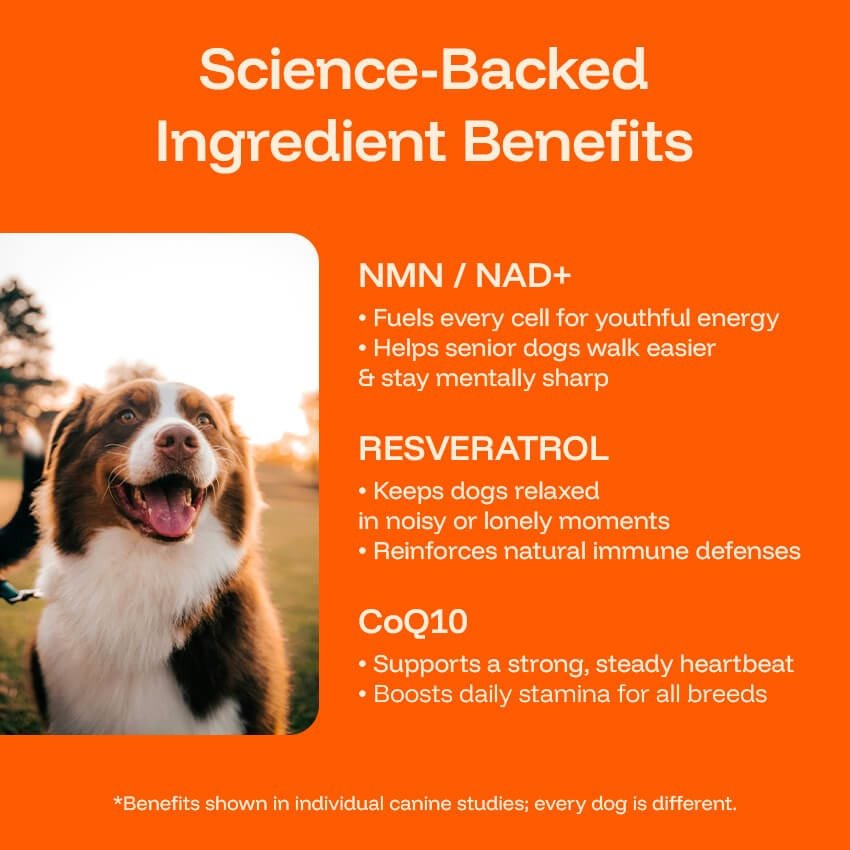 Liquid Pawprint Protocol supplement being administered to a dog