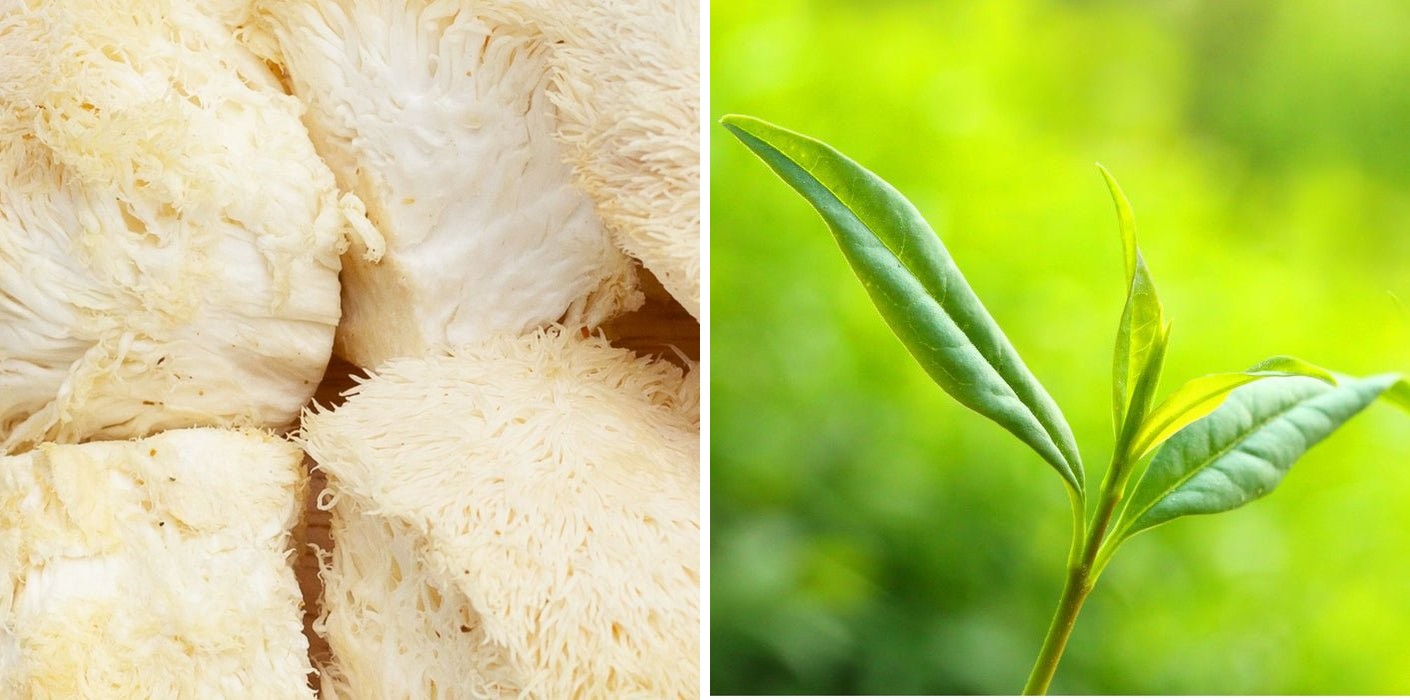 What Is Yerba Magic?